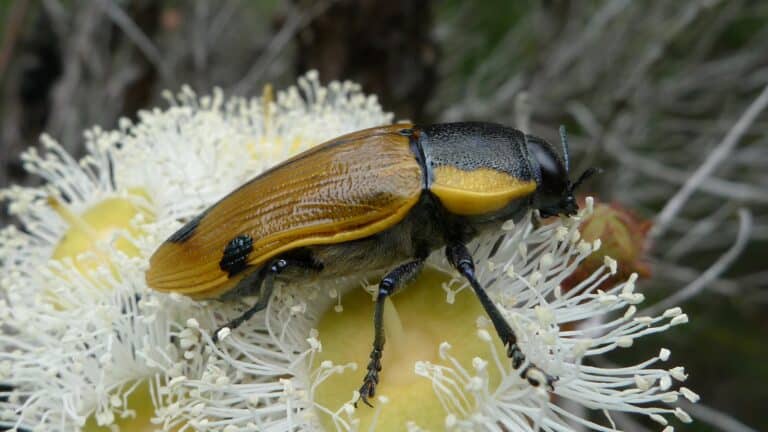Jewel Beetle, Temognatha variabilis (11149910956)