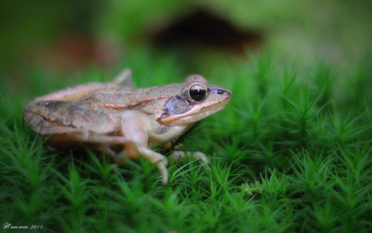 Rana temporaria wallp.1680 Rana temporaria wallp.1680