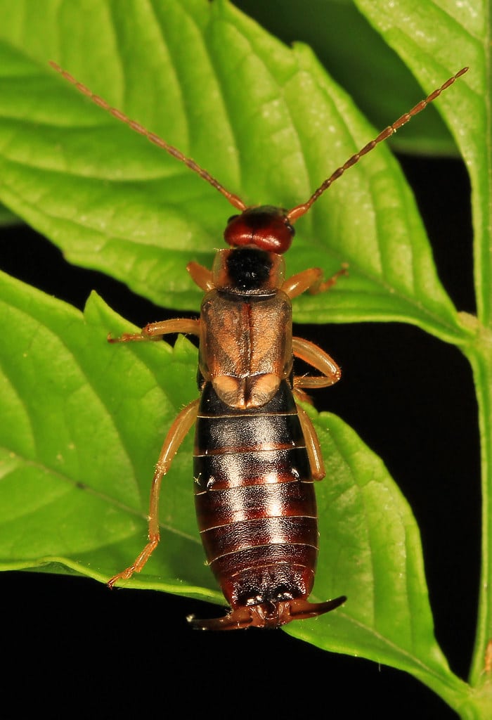 European Earwig – Forficula auricularia, Woodbridge, Virginia European Earwig – Forficula auricularia, Woodbridge, Virginia