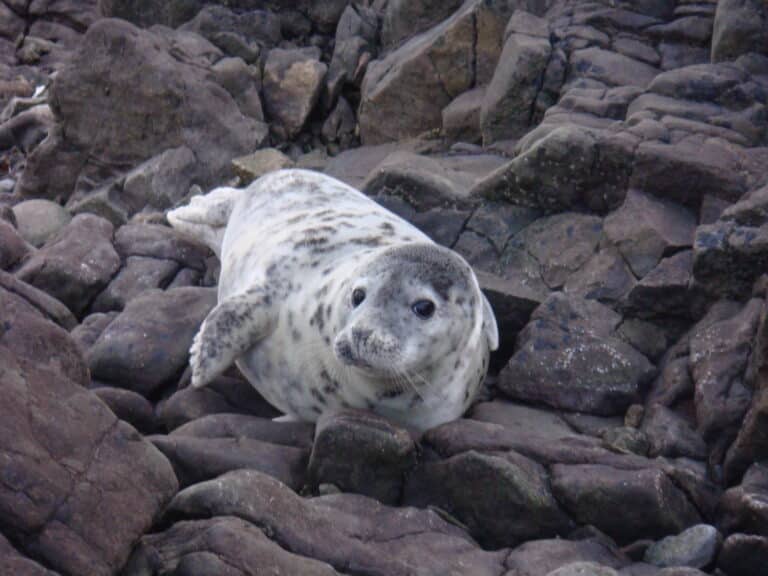 Grey Seal pup – geograph.org.uk – 2273196 Grey Seal pup – geograph.org.uk – 2273196
