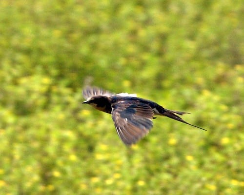 Barn Swallow (Hirundo rustica) – flight Barn Swallow (Hirundo rustica) – flight