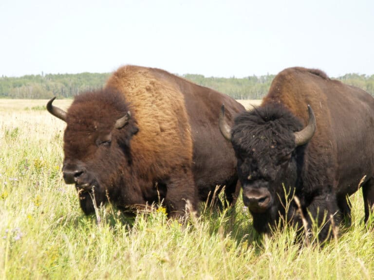 Two bison in the Bison Range in Riding Mountain National Park 3 Two bison in the Bison Range in Riding Mountain National Park 3