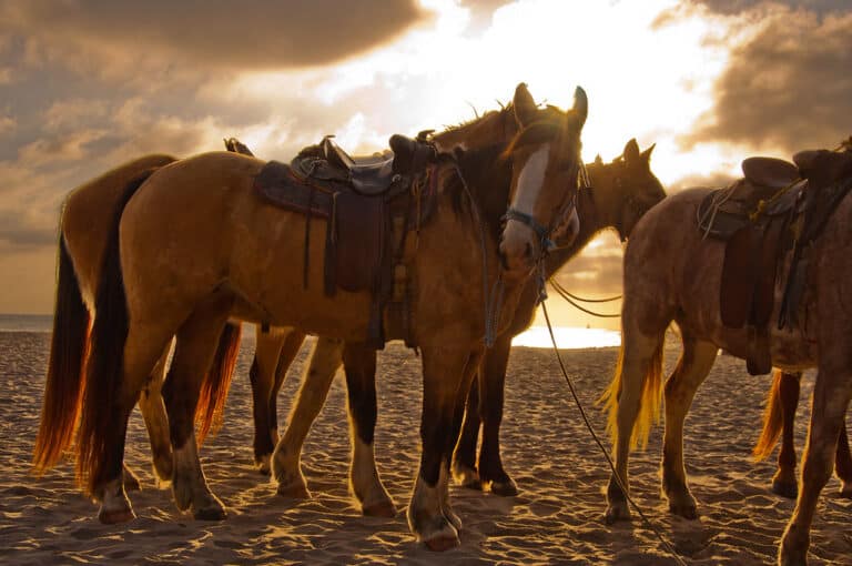 Horsing around on Rosarito Beach