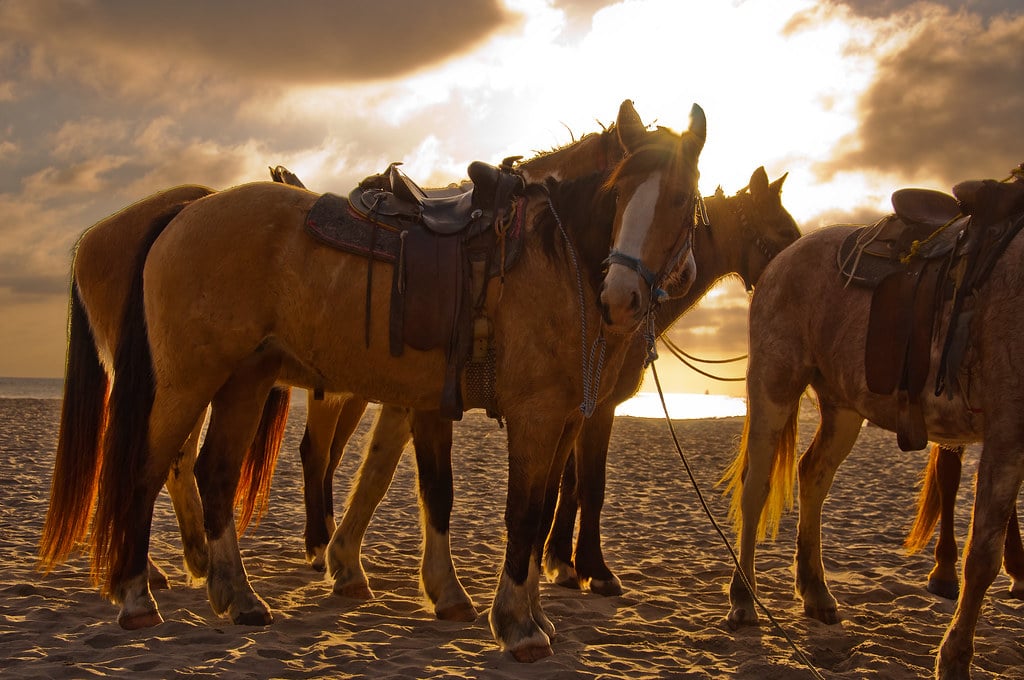 Horsing around on Rosarito Beach