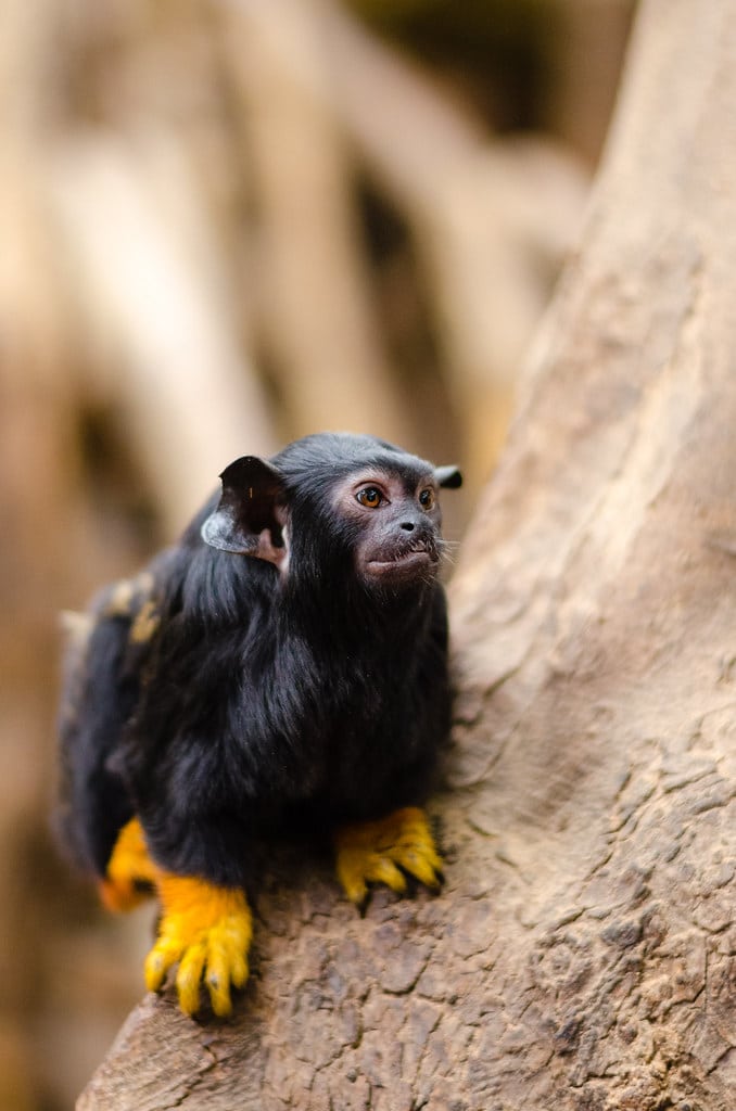 Red-handed tamarin