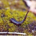 Leech