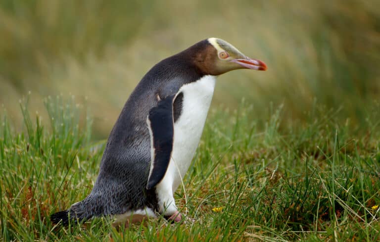 File:Yellow Eyed Penguin. (Megadyptes antipodes) (9868019174).jpg
