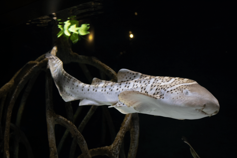 Transitional-zebra-shark-Aquarium-of-the-Pacific-4 Transitional-zebra-shark-Aquarium-of-the-Pacific-4