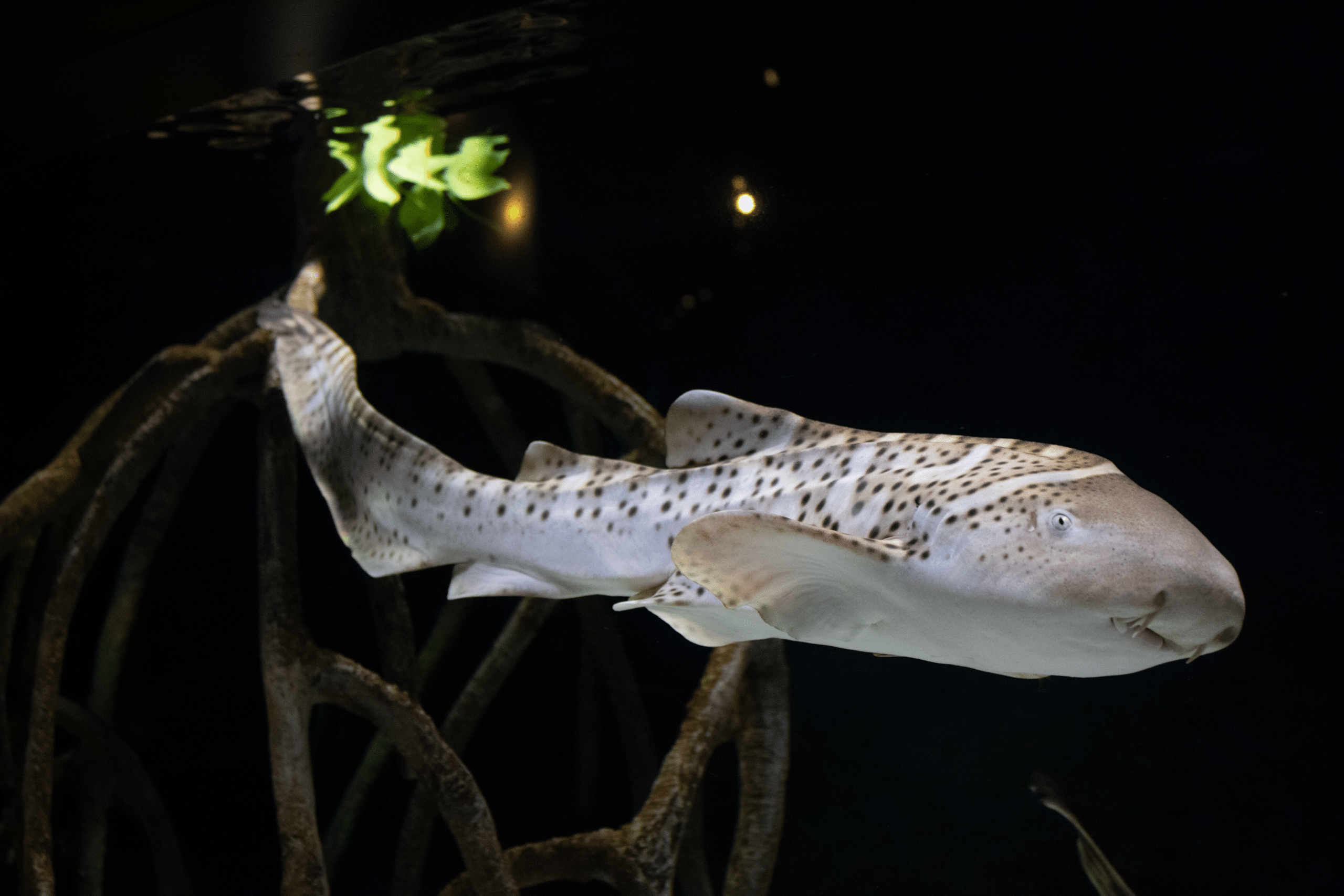 Transitional-zebra-shark-Aquarium-of-the-Pacific-4 Transitional-zebra-shark-Aquarium-of-the-Pacific-4