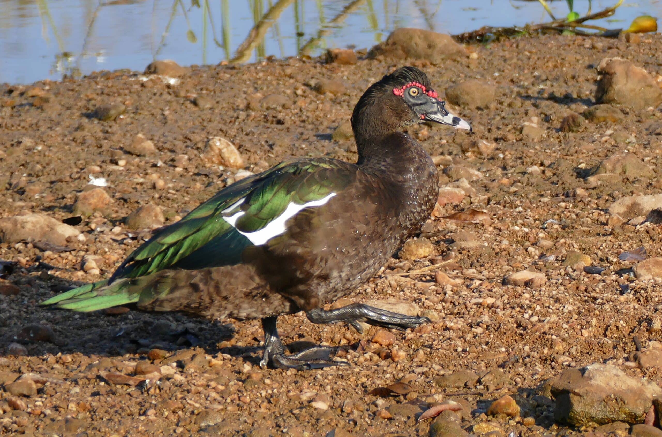 Muscovy Duck (Cairina moschata) male (27879884640) Muscovy Duck (Cairina moschata) male (27879884640)