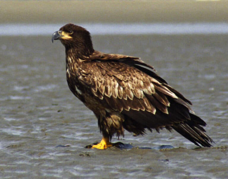 File:Juvenile Bald Eagle Sand.jpg File:Juvenile Bald Eagle Sand.jpg