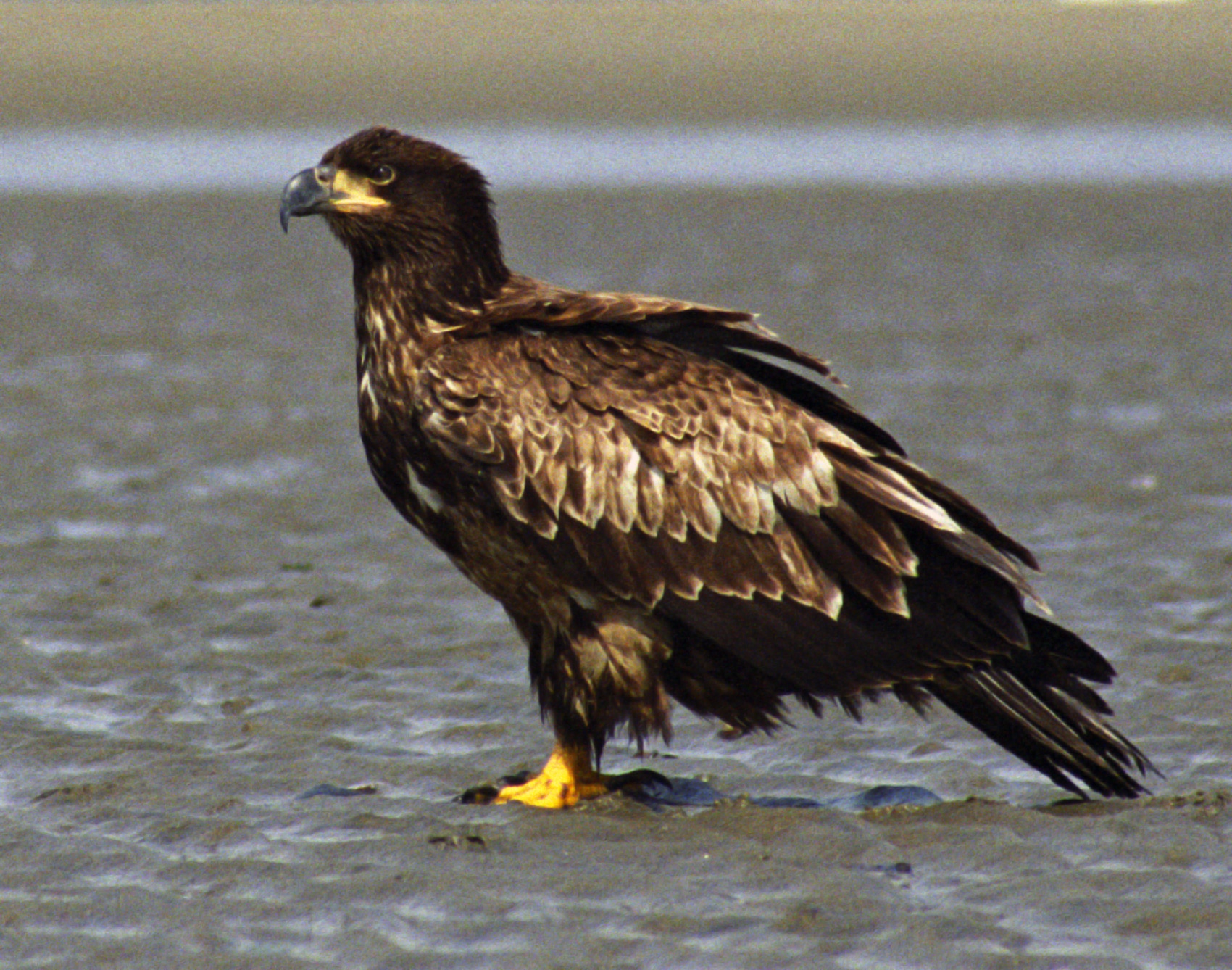 File:Juvenile Bald Eagle Sand.jpg File:Juvenile Bald Eagle Sand.jpg