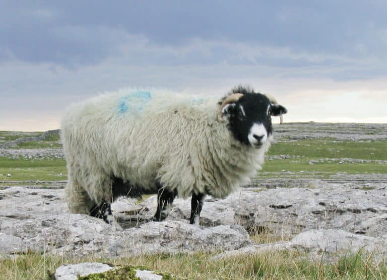 Yorkshire dales sheep