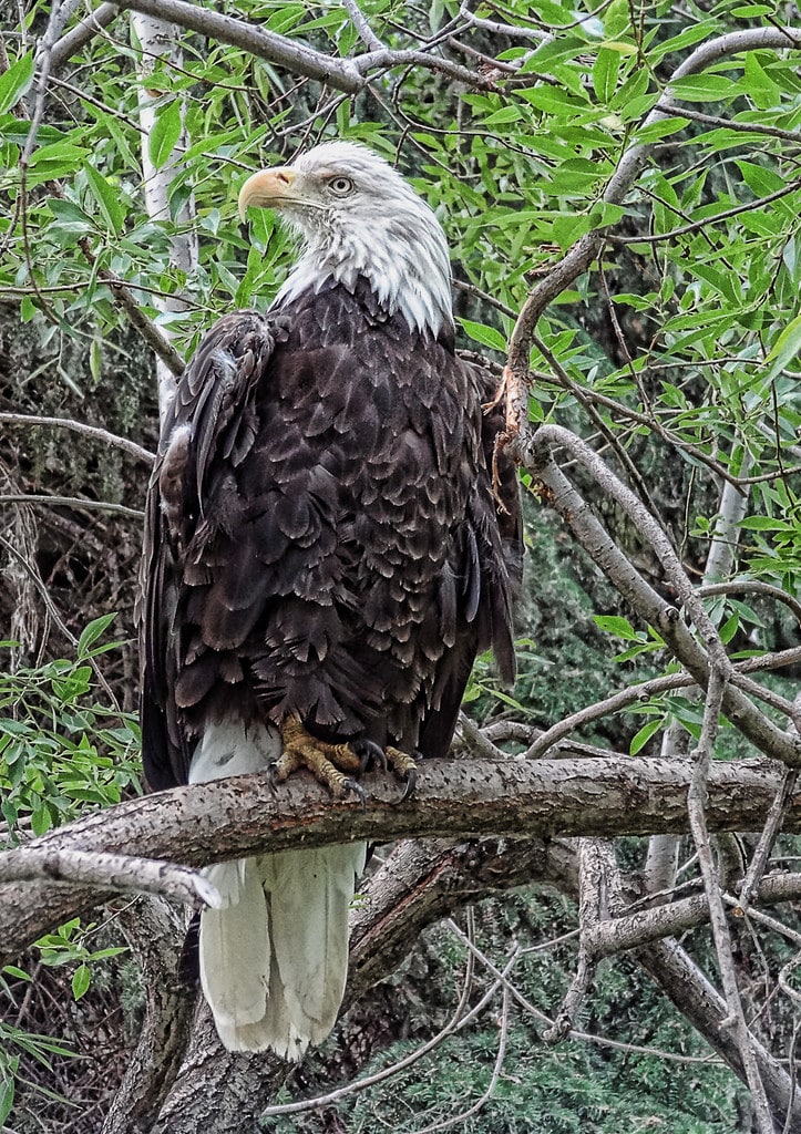 The bald eagle (Haliaeetus leucocephalus) The bald eagle (Haliaeetus leucocephalus)