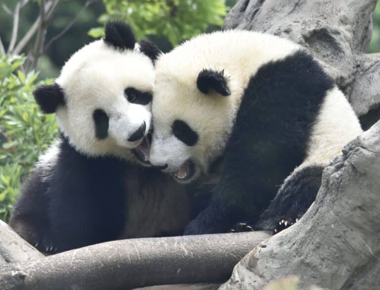 Ailuropoda melanoleuca Lei Lei Xiao Xiao 220610g