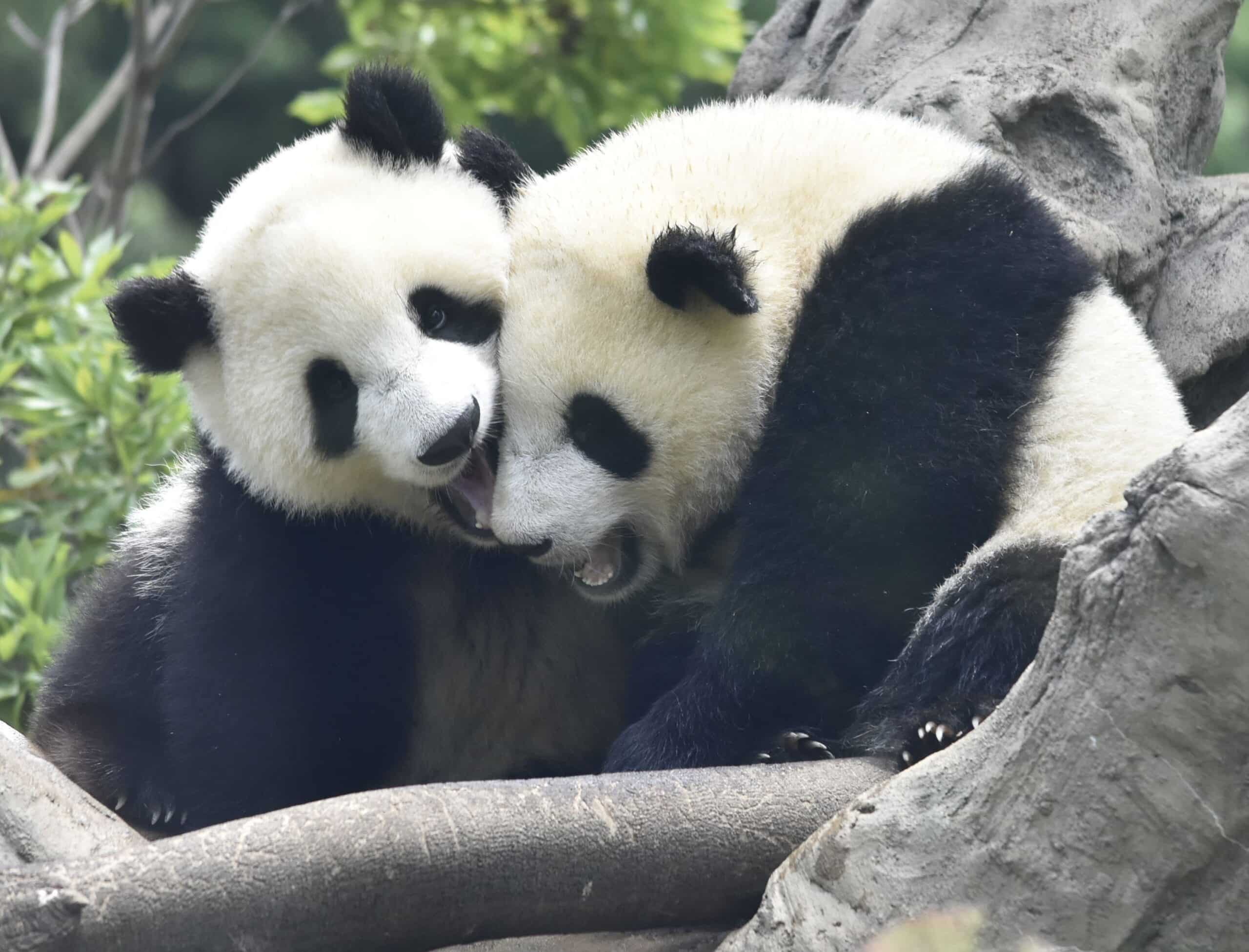 Ailuropoda melanoleuca Lei Lei Xiao Xiao 220610g