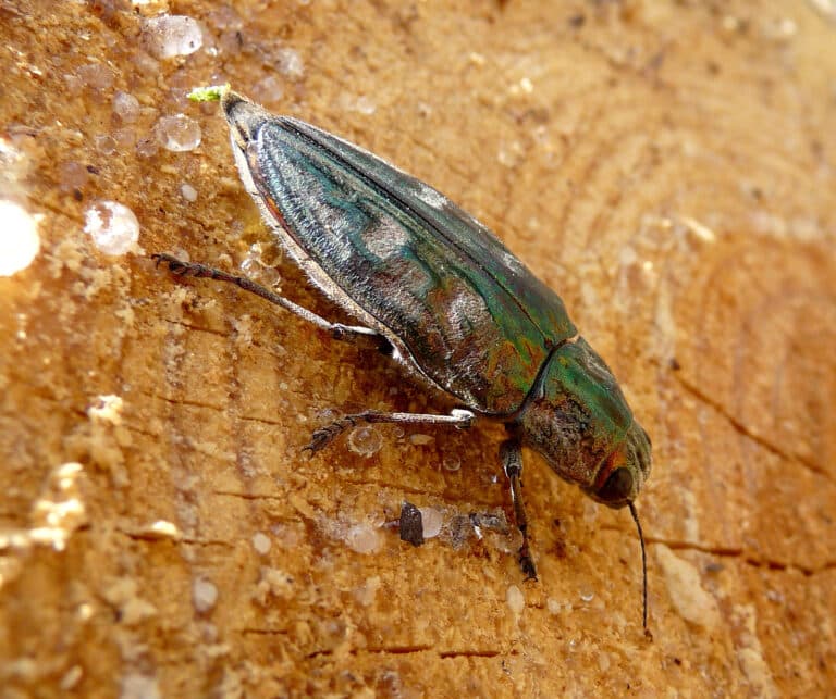 Jewel Beetle . Chalcophora mariana Buprestidae – Flickr – gailhampshire