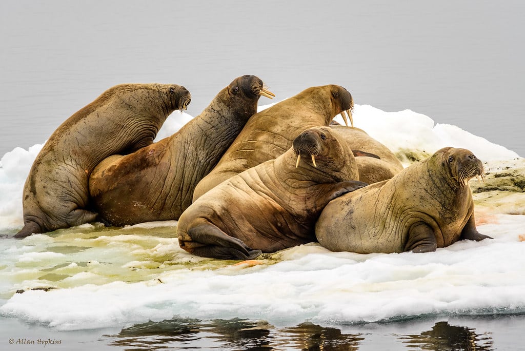 Walrus (Odobenus r. rosmarus) Walrus (Odobenus r. rosmarus)