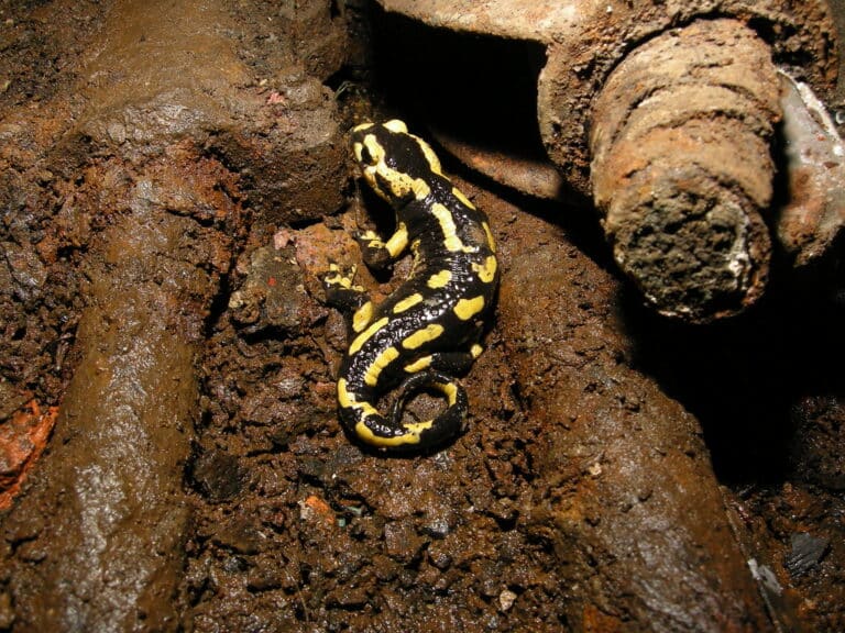 Salamandridae sp. Salamandridae sp.