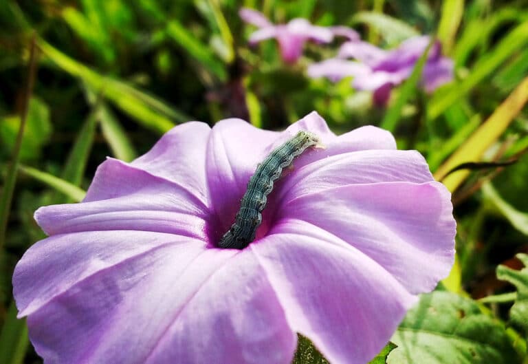 canker-worm canker-worm