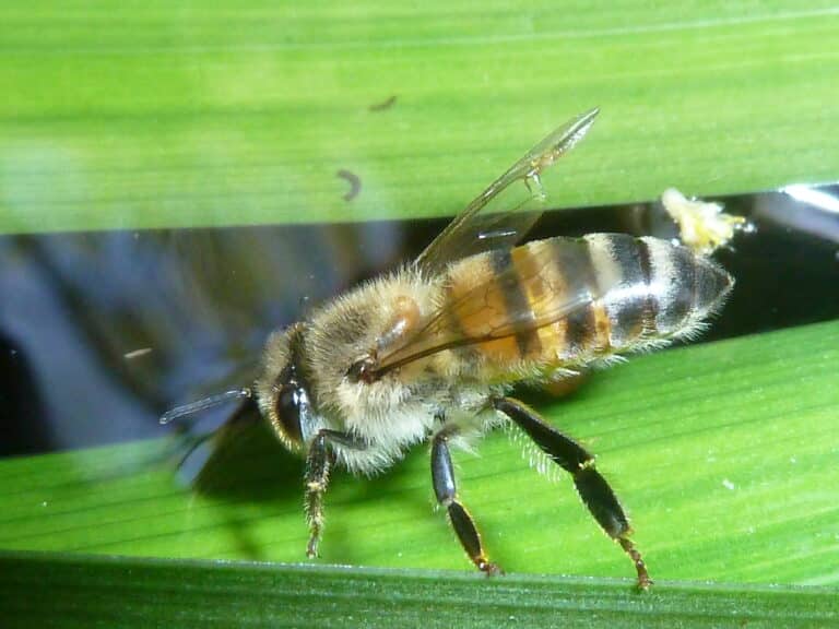 Apis mellifera subsp scutellata, Phakama, a