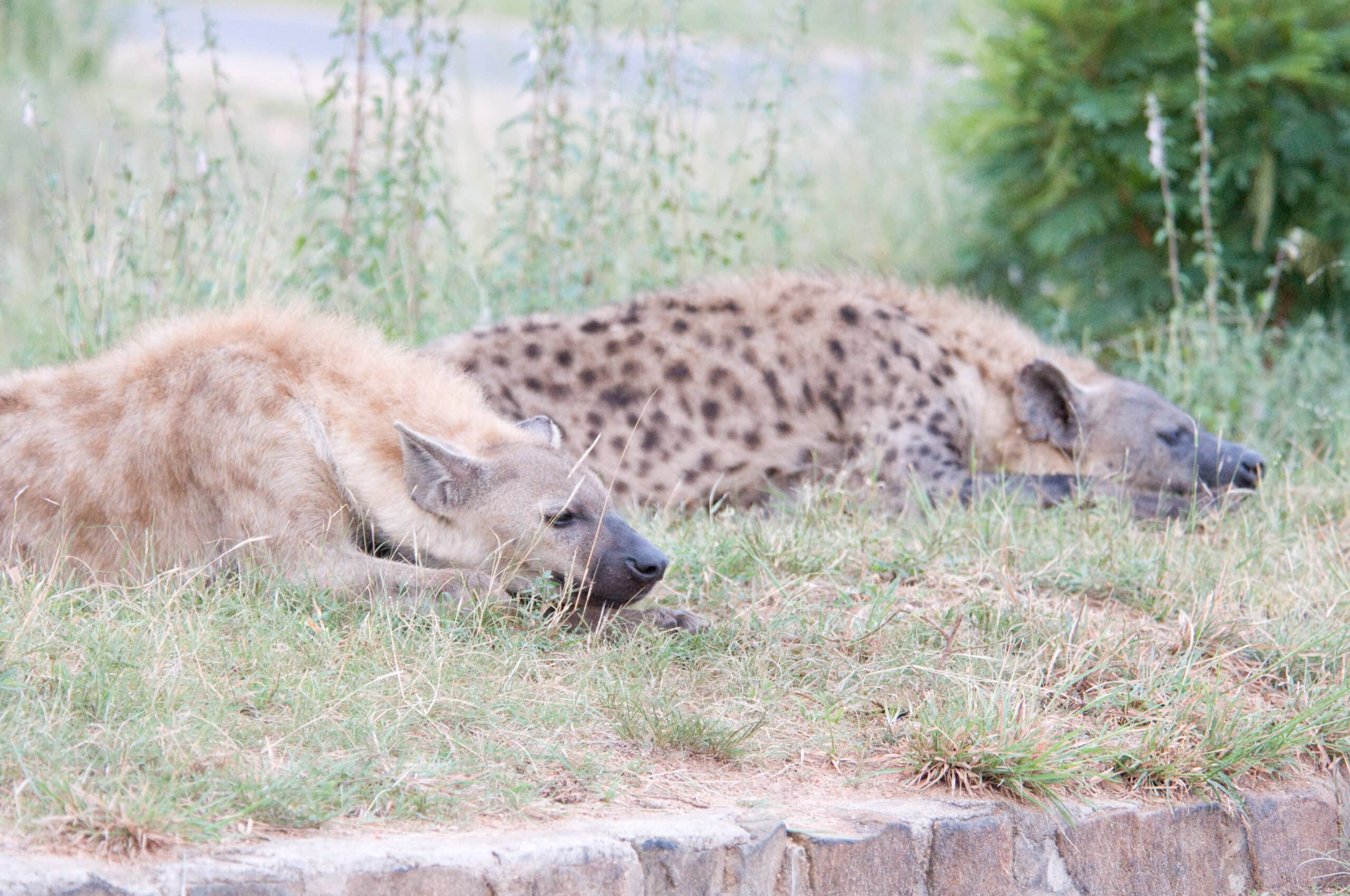 Spotted Hyena at White River Spotted Hyena at White River