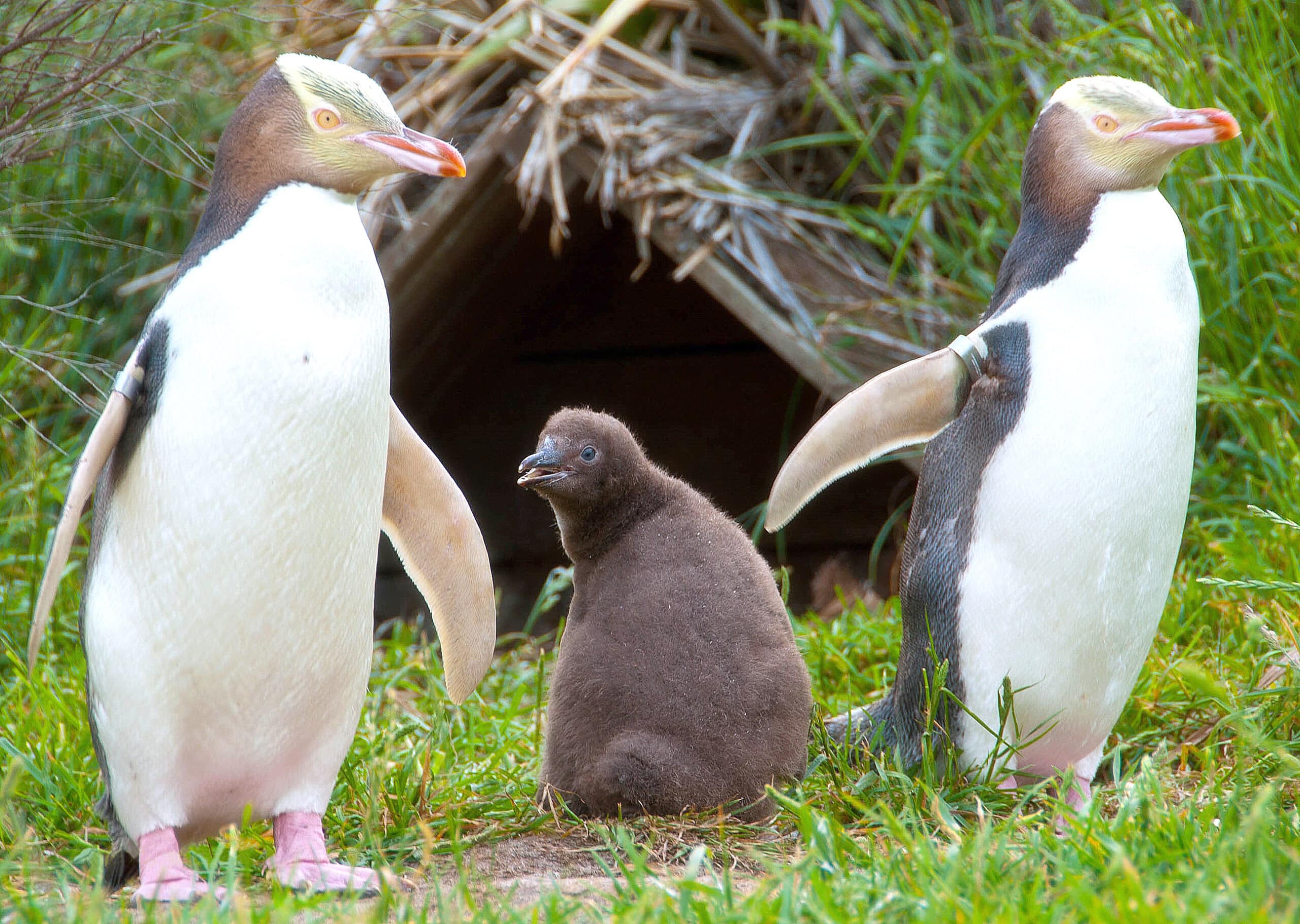 Megadyptes antipodes -Otago Peninsula, Dunedin, New Zealand -family-8