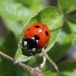Ladybug