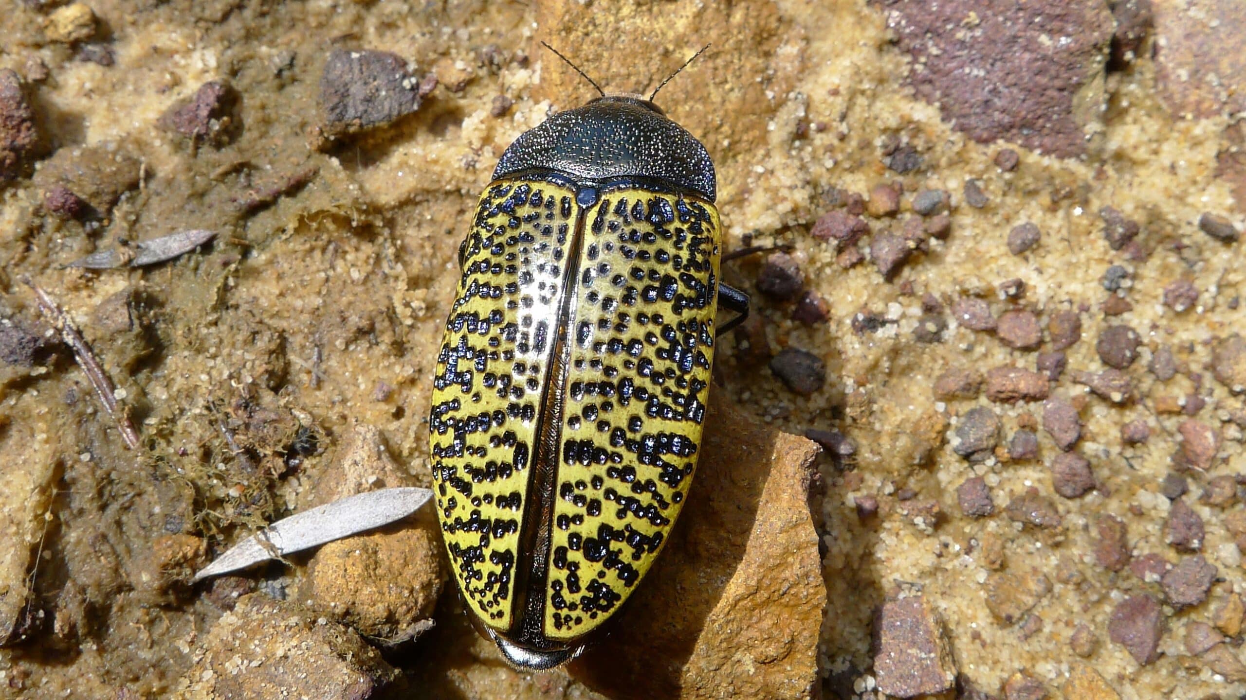 Jewel Beetle (6420169173)