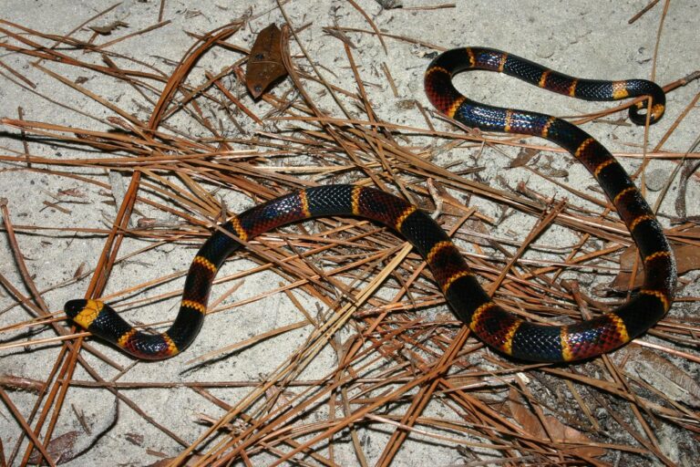 Coral Snake Coral Snake