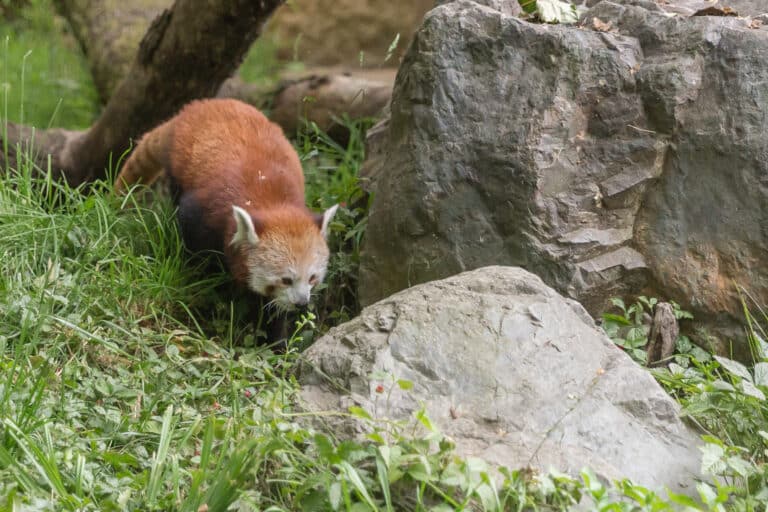 Ailurus fulgens (Panda roux) – 126 Ailurus fulgens (Panda roux) – 126