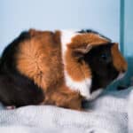 Abyssinian guinea pig