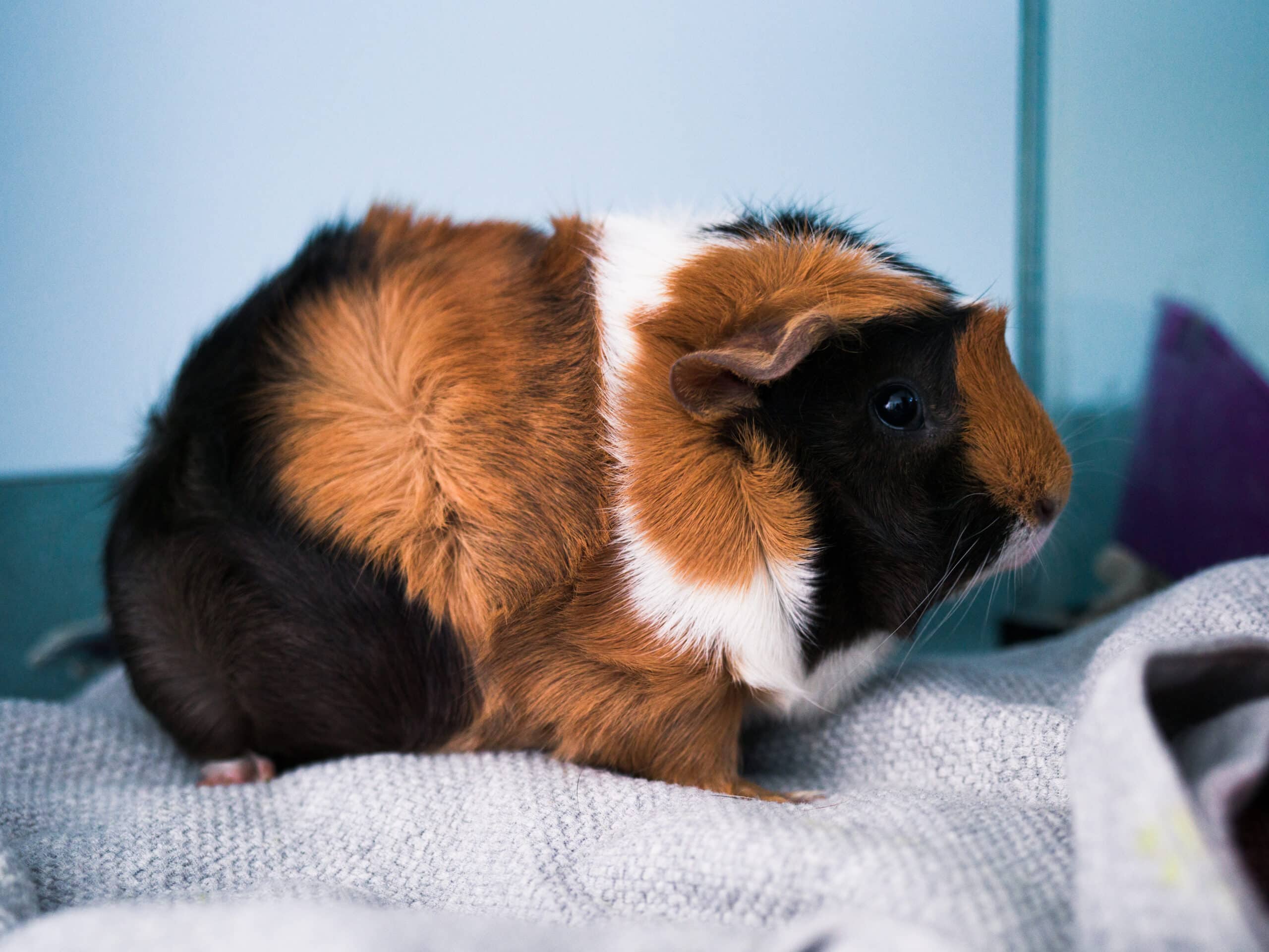Abyssinian guinea pig  Abyssinian Guinea Pig
