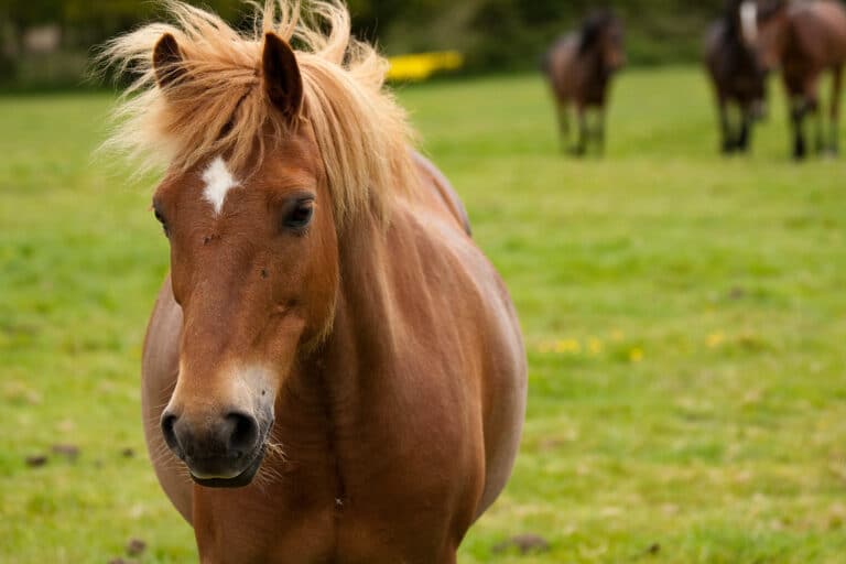 Horses