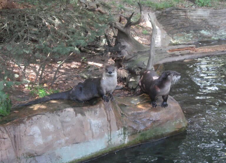 Lontra canadensis Lontra canadensis