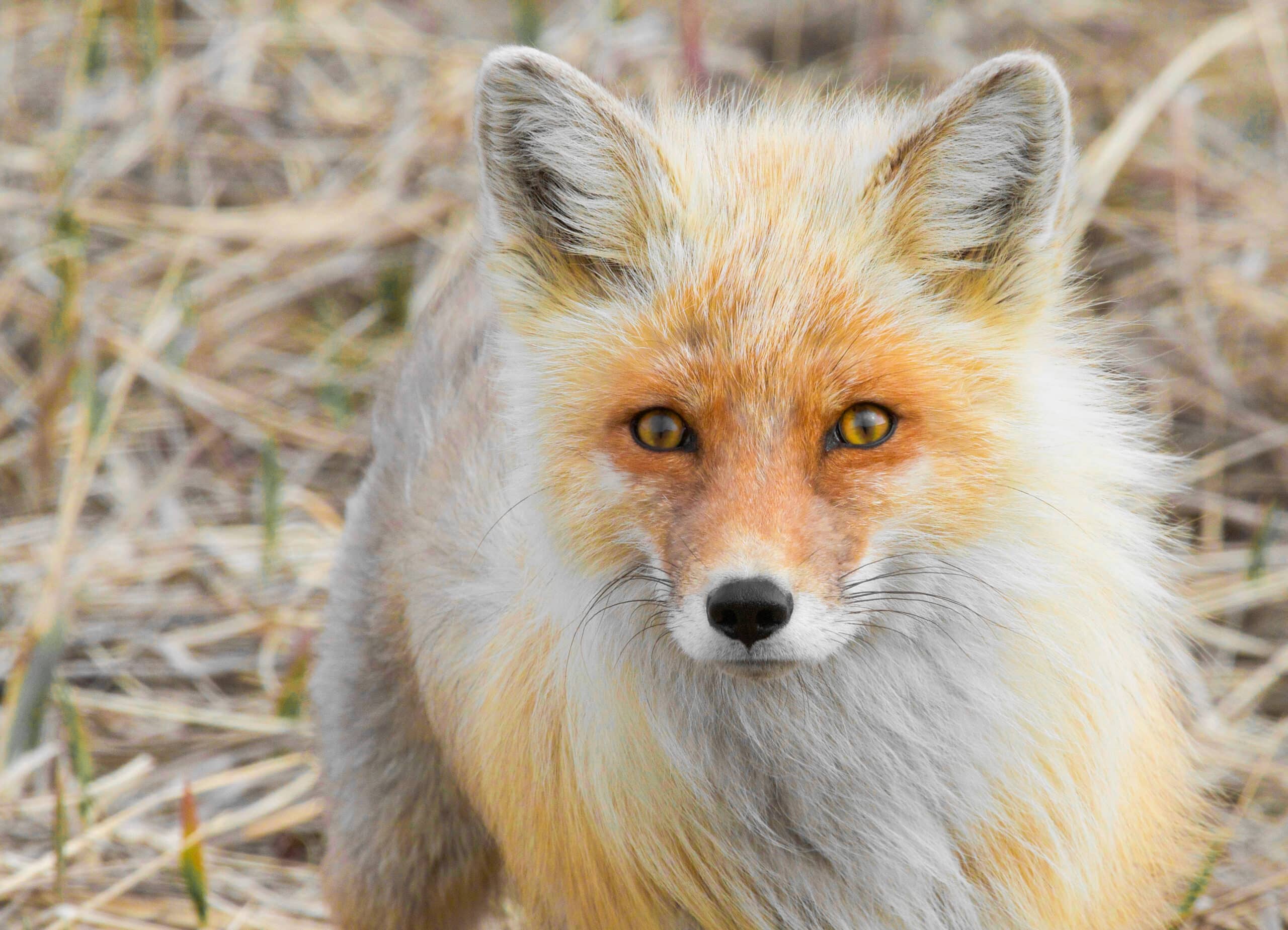 File:Alaska Red Fox (Vulpes vulpes).jpg File:Alaska Red Fox (Vulpes vulpes).jpg