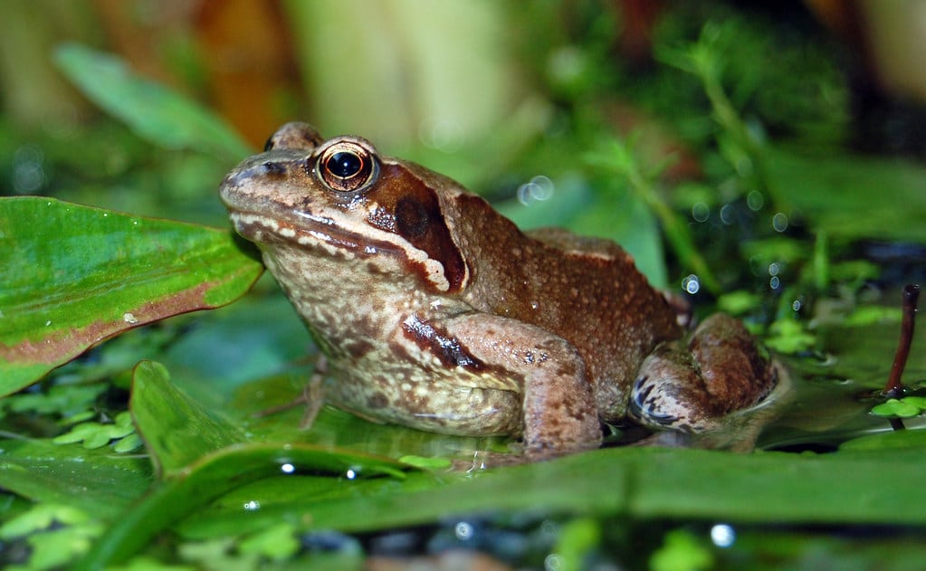 Rana Temporaria Rana Temporaria