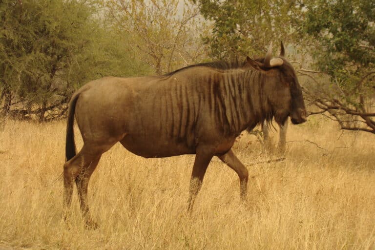 File:Streifengnu (en. Wildebeest).JPG File:Streifengnu (en. Wildebeest).JPG