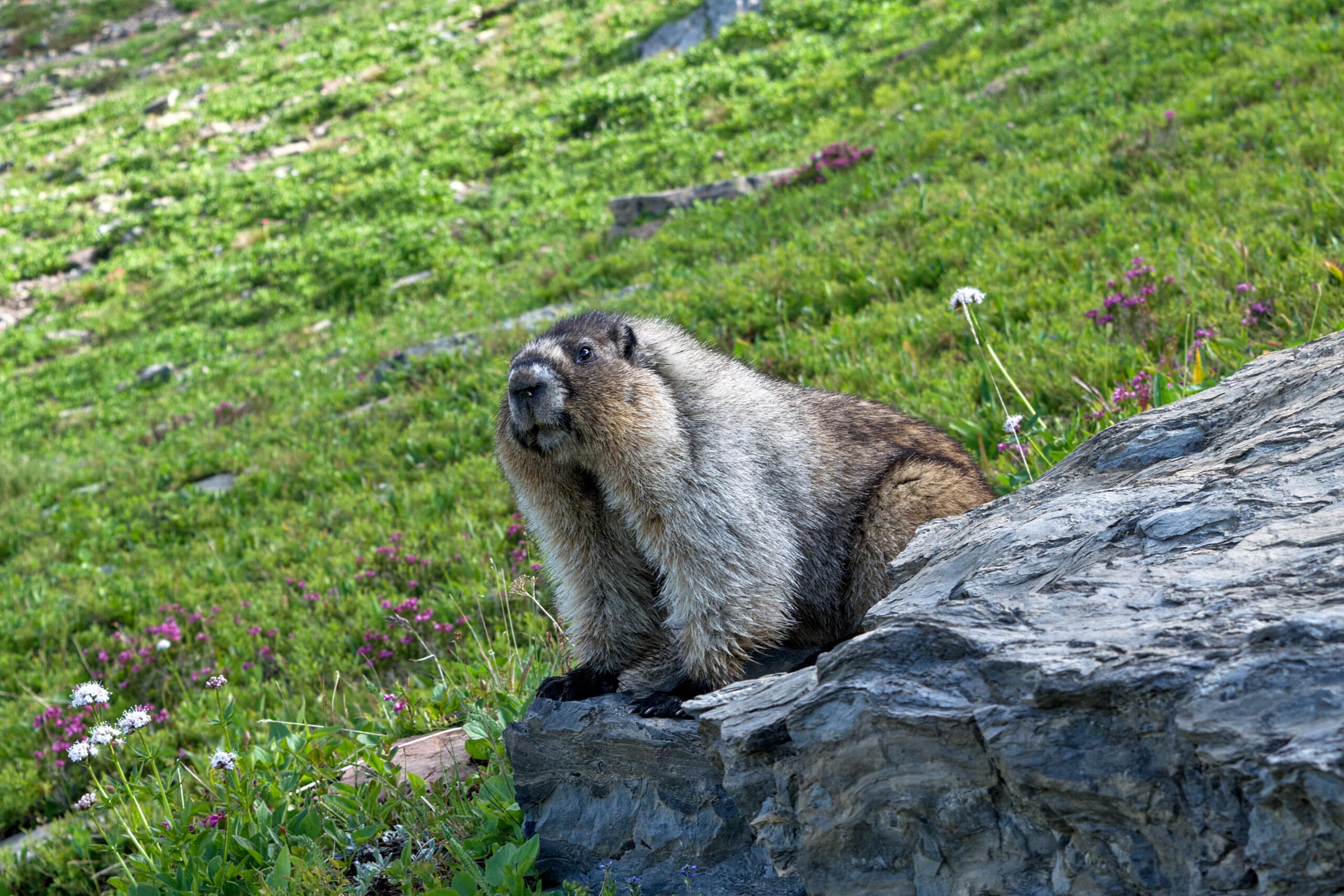 Hoary Marmot in Glacier National Park Hoary Marmot in Glacier National Park
