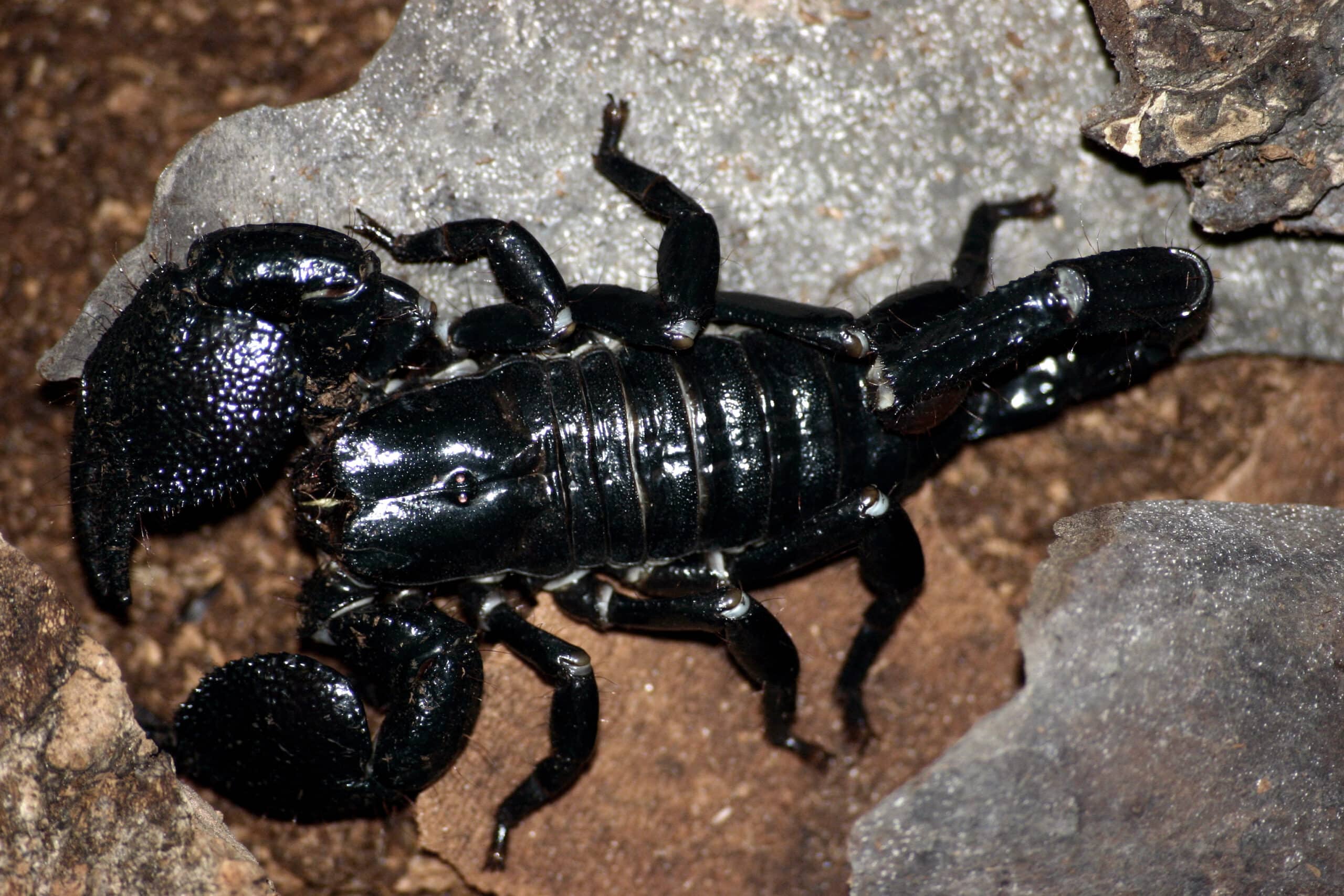 Emporer scorpion Emporer scorpion