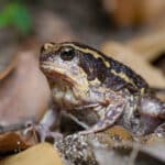 Kaloula mediolineata, Median-striped bullfrog – Khao Sam Roi Yot National Park