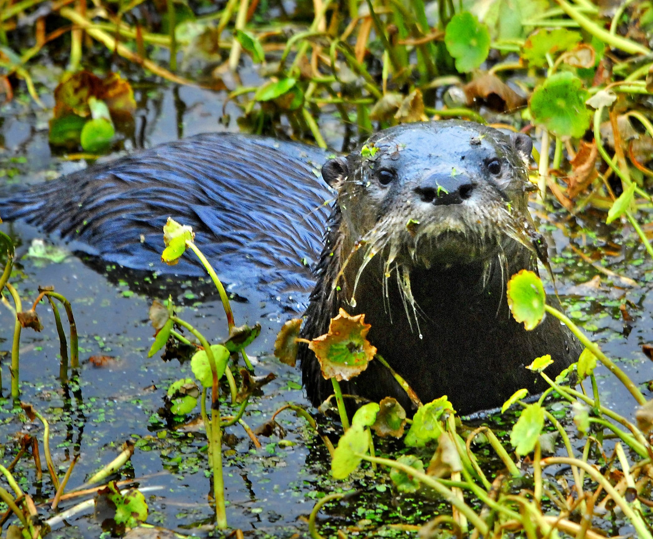 Lontra canadensis – Andrea Westmoreland (42) Lontra canadensis – Andrea Westmoreland (42)