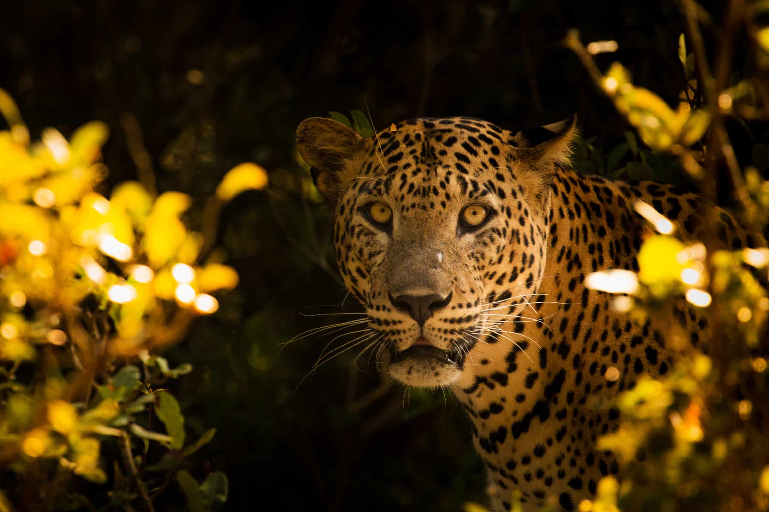 Leopard