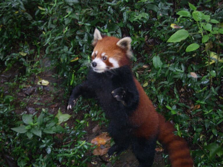 Ailurus fulgens-hangzhou Ailurus fulgens-hangzhou