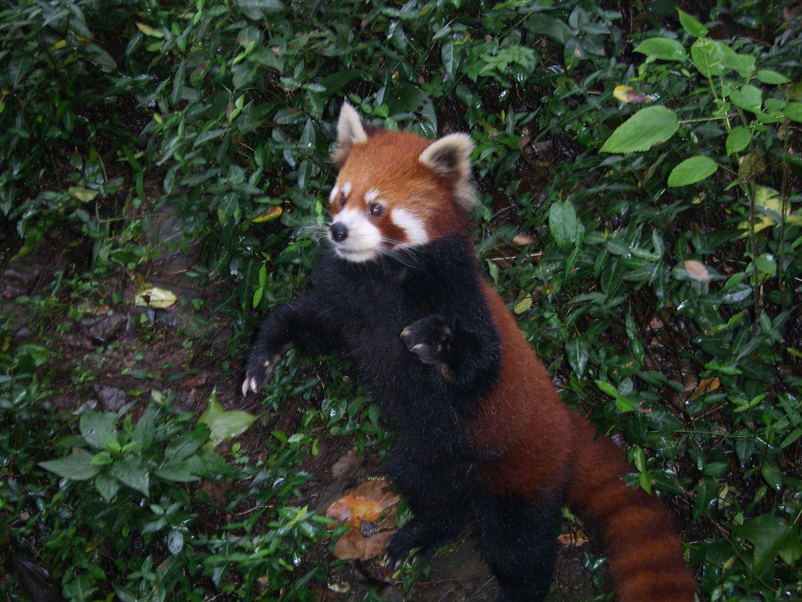 Ailurus fulgens-hangzhou Ailurus fulgens-hangzhou