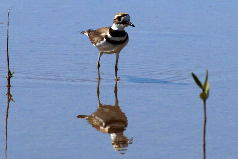 Killdeer (Charadrius vociferus ternominatus) chest Killdeer (Charadrius vociferus ternominatus) chest