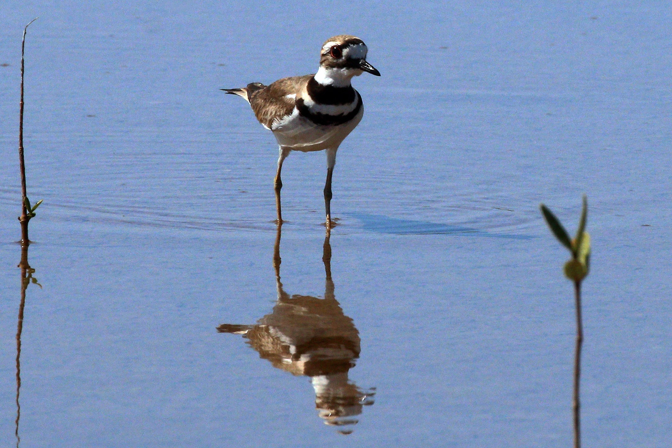 Killdeer (Charadrius vociferus ternominatus) chest Killdeer (Charadrius vociferus ternominatus) chest