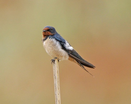Barn Swallow (Hirundo rustica) Barn Swallow (Hirundo rustica)