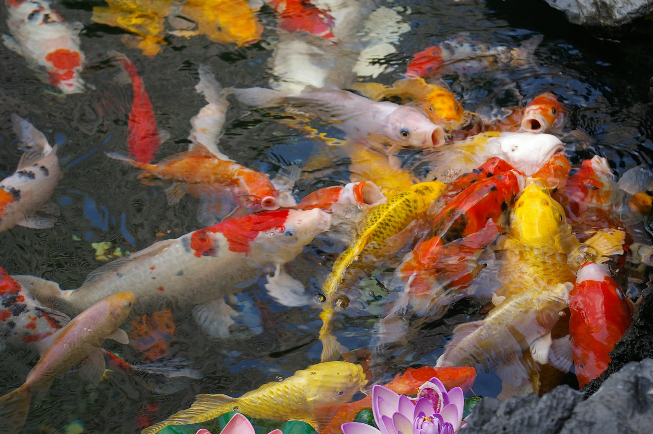 20091007 Koi Fish Shanghai 0847 7300 20091007 Koi Fish Shanghai 0847 7300
