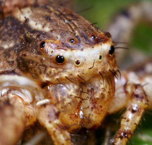 Xysticus Crab Spider Face Xysticus Crab Spider Face